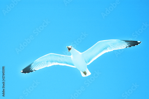 Sea gull in flight on a blue sky