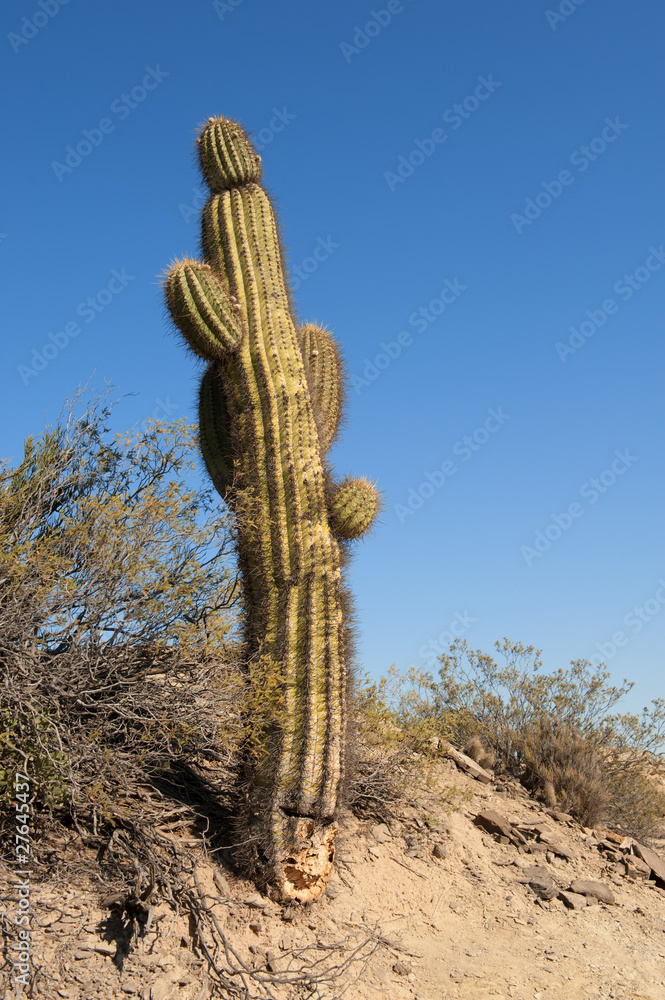 Cactus in a desert landscape.