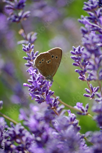 Butterfly on Lavander