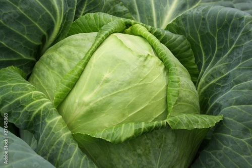 Head of cabbage close up