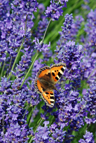 Butterfly on Lavander