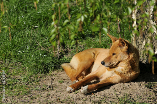 Dingos couchés dans l'herbe photo