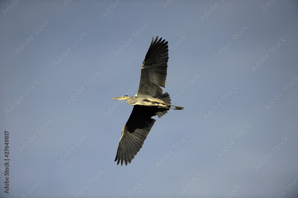 Fototapeta premium Graureiher Flugbild