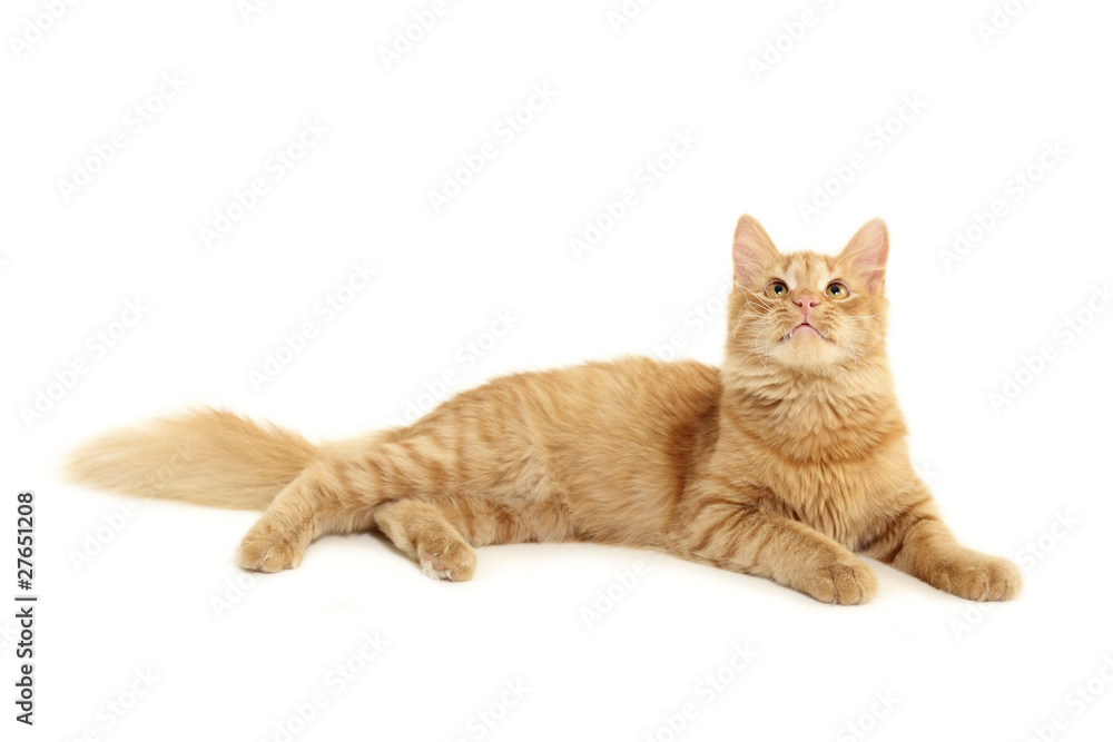 Obraz premium cat attention