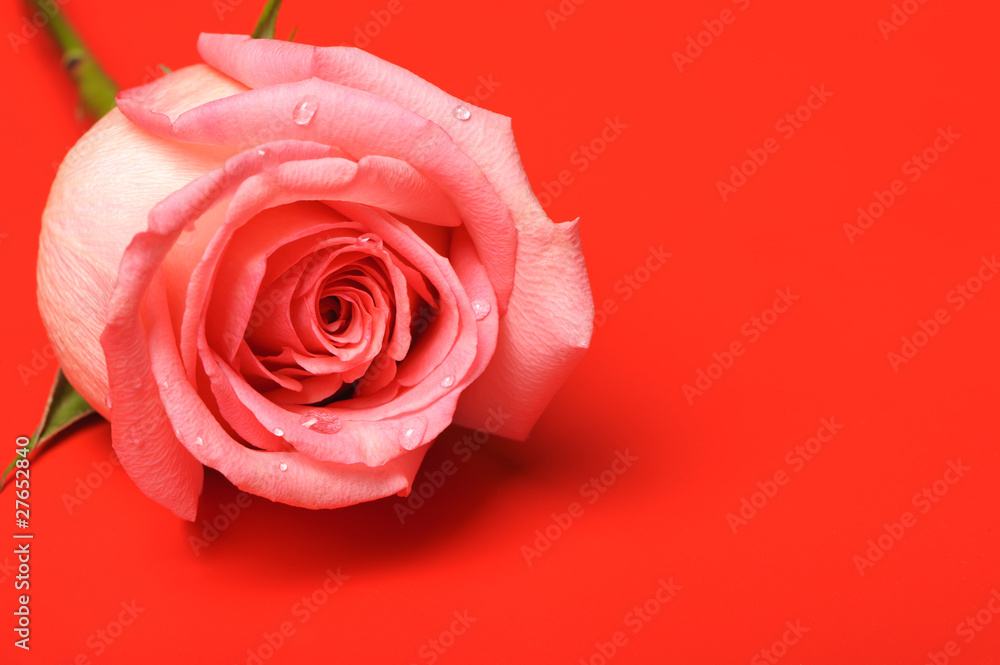 Rose closeup on red backgground Rose closeup on red backgground