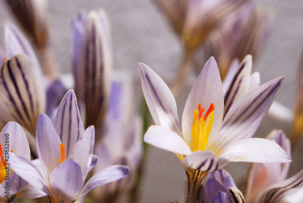 Fototapeta premium Snowdrop