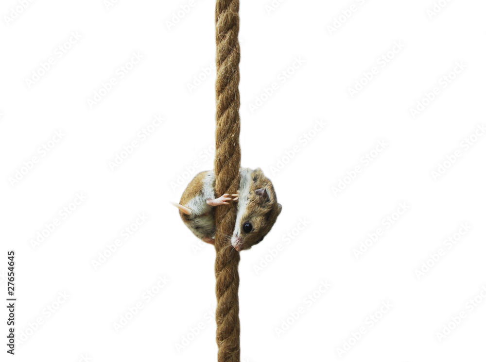 Hamster clinging on a rope Stock Photo Adobe Stock