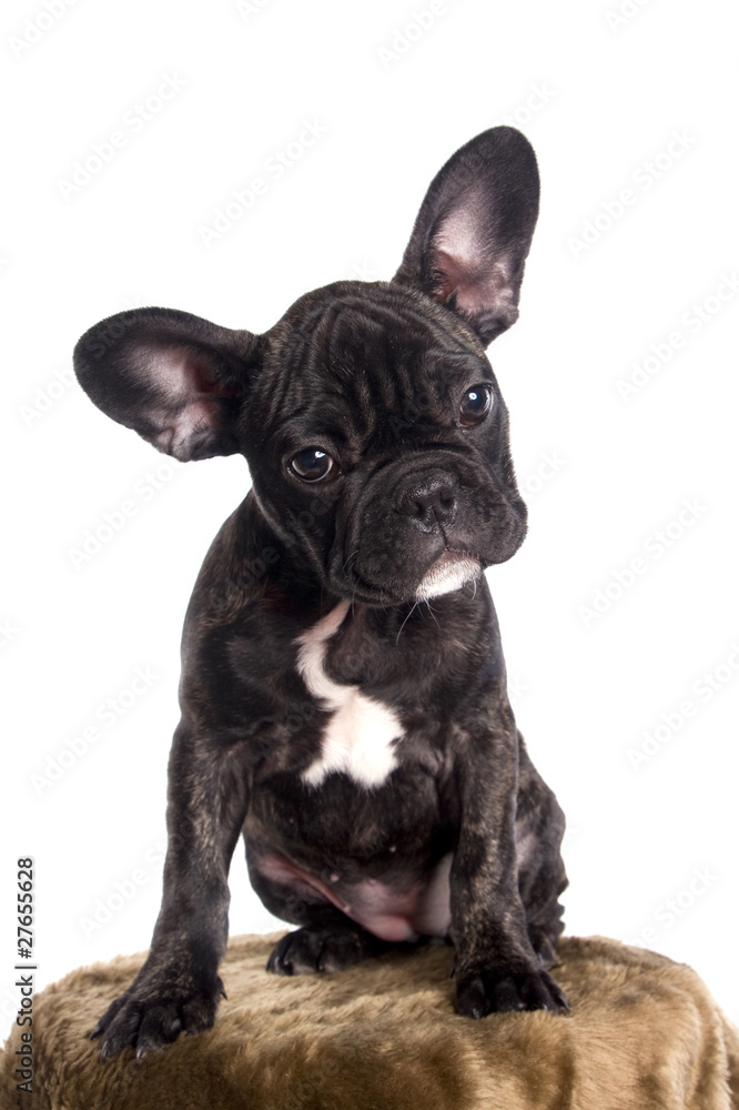 Chiot bouledogue français noir assis