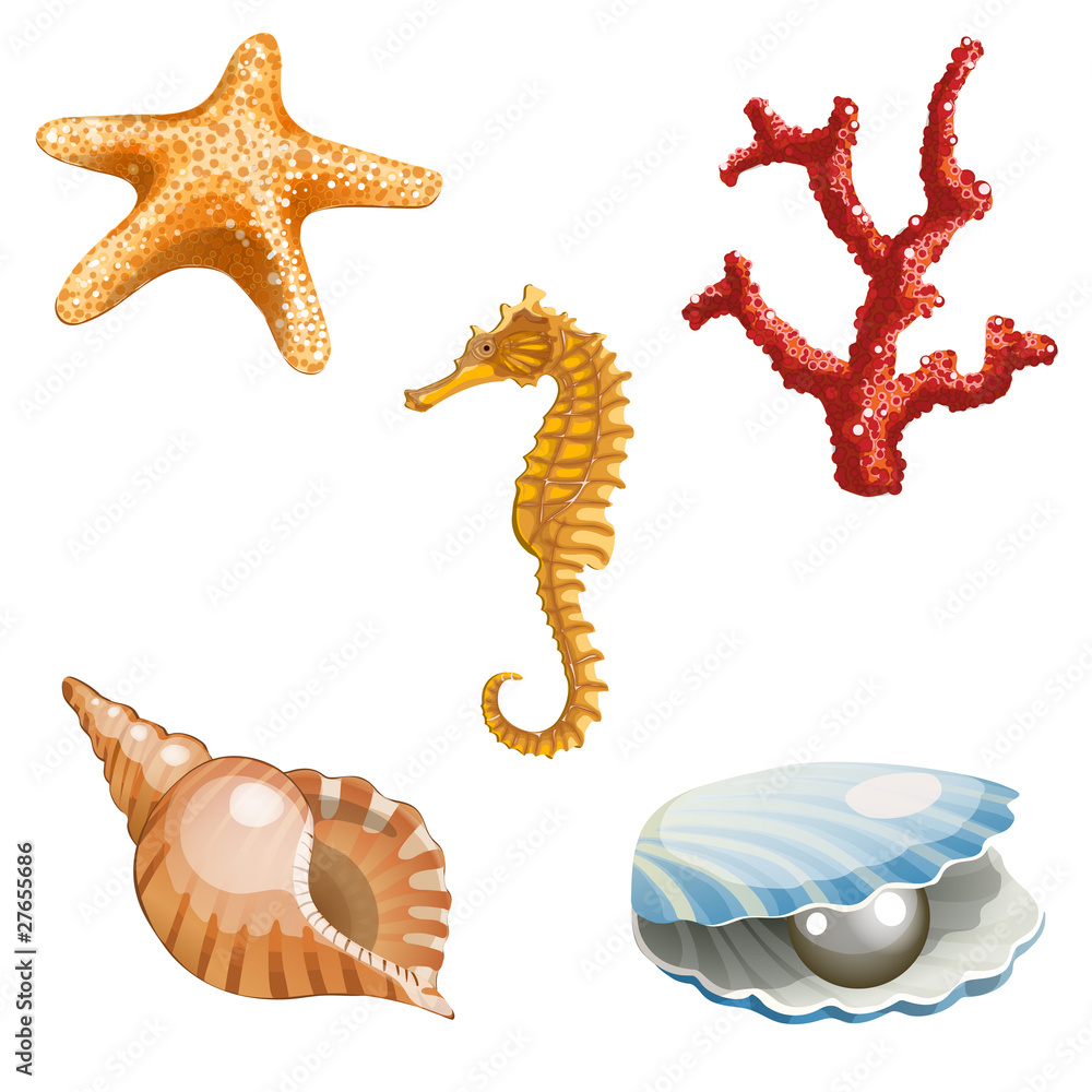 Fototapeta premium marine life