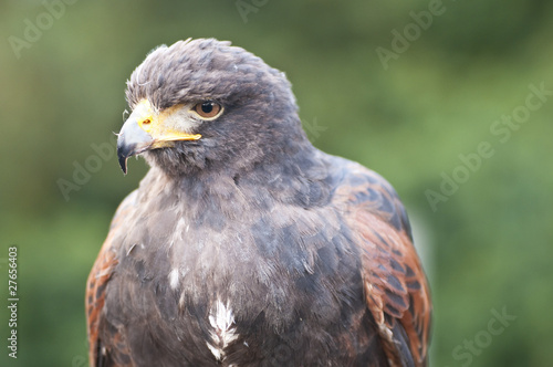 Closeup of a bird of prey