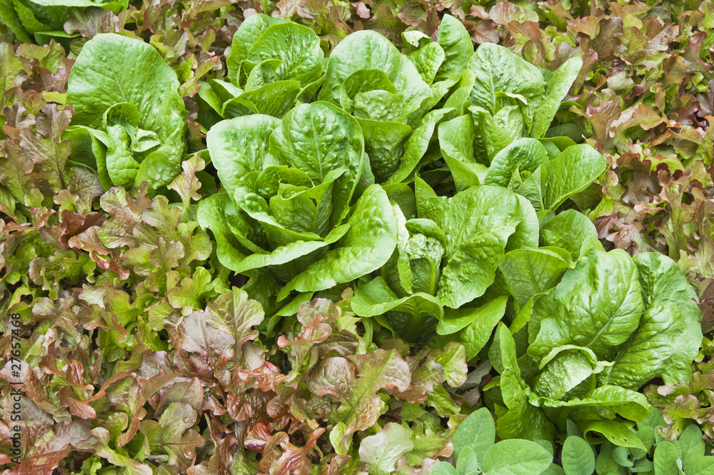 Leaves of salad in a garden, a close up Leaves of salad in a garden, a close up