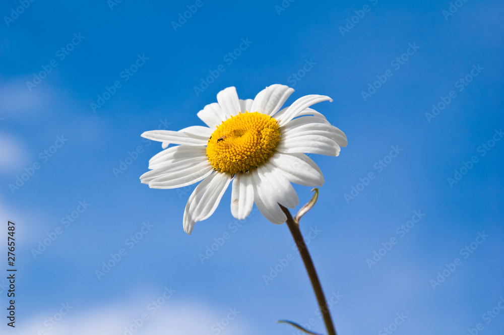 Field chamomile flower against the blue sky Field chamomile flower against the blue sky