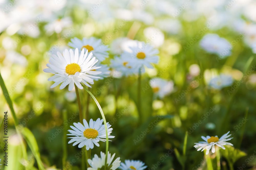 Glade of blossoming daisies, close up