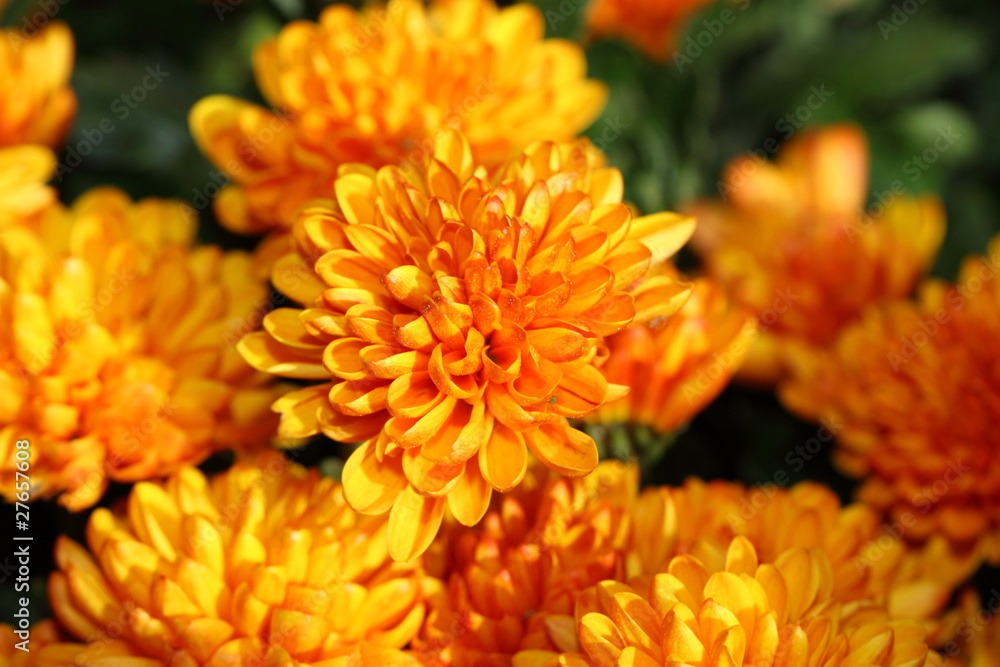 Chrysanthème Chrysanthème