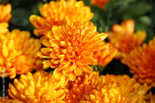 Fotografie Chrysanthème