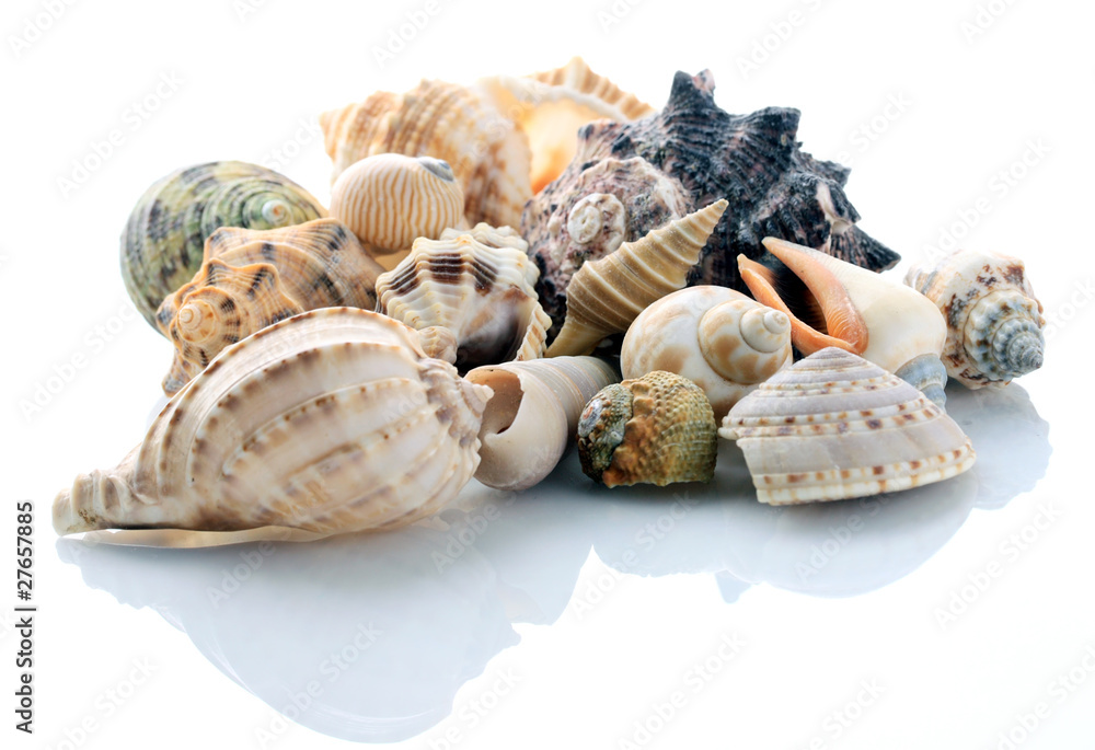 Obraz premium conch shells