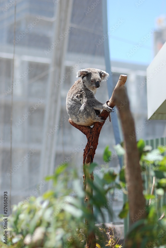 Obraz premium Koala gefangen in der Großstadt