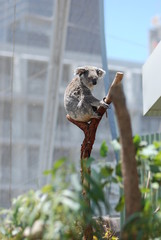 Ingelijste posters Koala Koala verdwaald in de grootstad  © MBArtwork