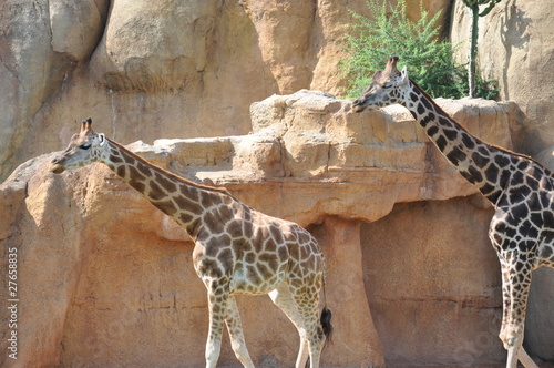 Jirafas en el Biopark de Valencia. Espa  a.