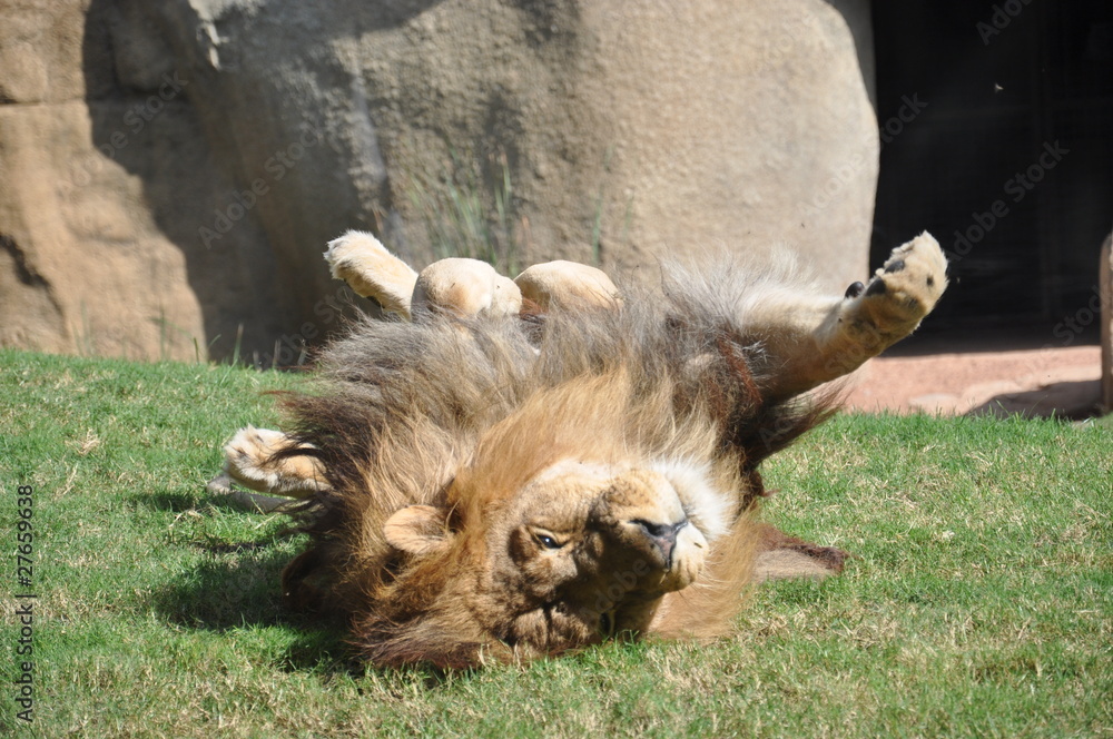Obraz premium León en el Biopark de Valencia. España.