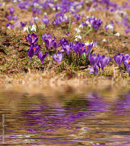 Closeup of crocuses reflected in the water
