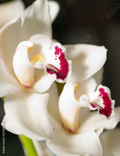 cymbidium orchid flower in Keukenhof