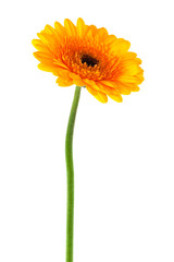 Handdoek met foto Gerbera Gele gerbera in close-up  © terex