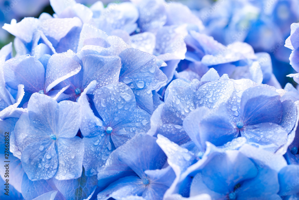 hortensia, hydrangéa bleu hortensia, hydrangéa bleu