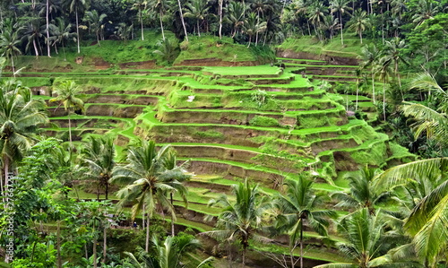 Rice plantation terrace
