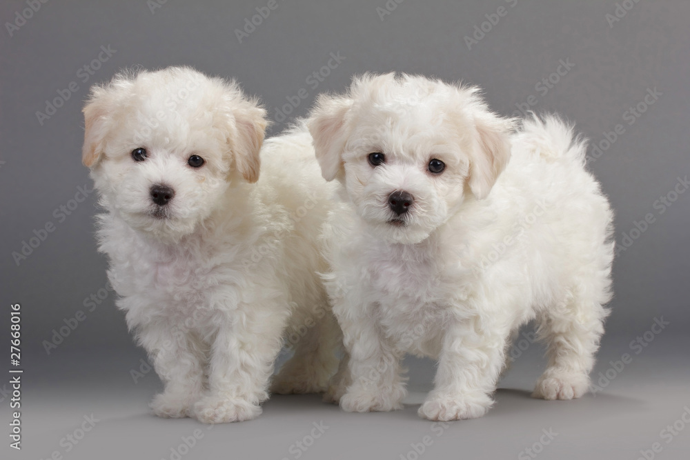 Bichon Frise puppies