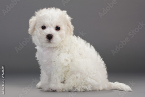 Bichon Frise puppies
