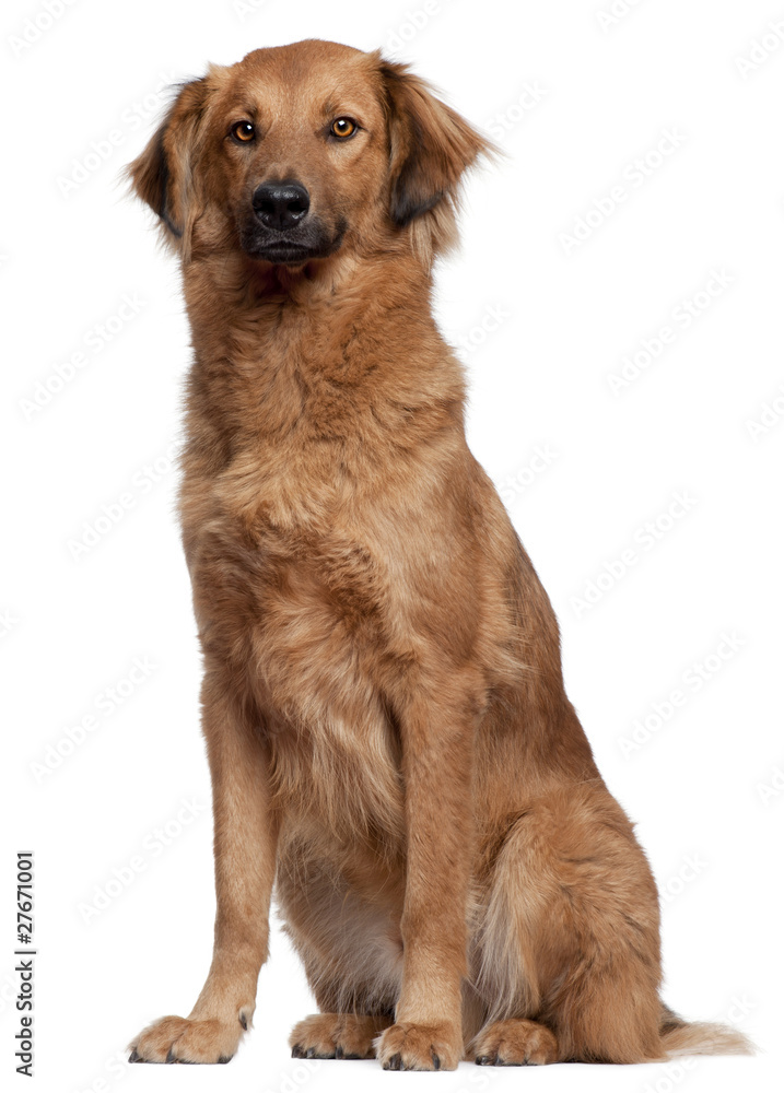mixed-breed dog sitting in front of white background