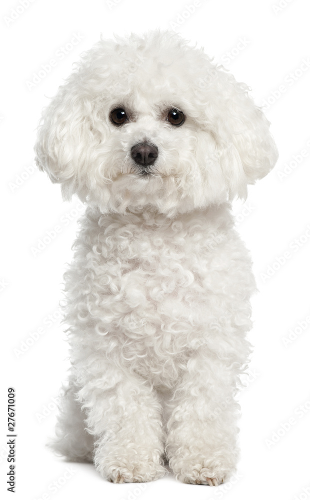 Bichon frise, 5 years old, sitting in front of white background