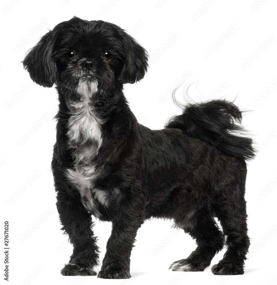Shih Tzu standing in front of white background