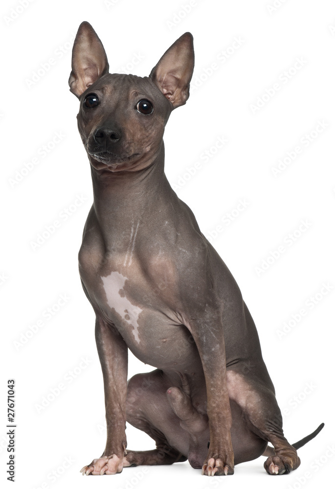 American Hairless Terrier, 6 months old, sitting American Hairless Terrier, 6 months old, sitting