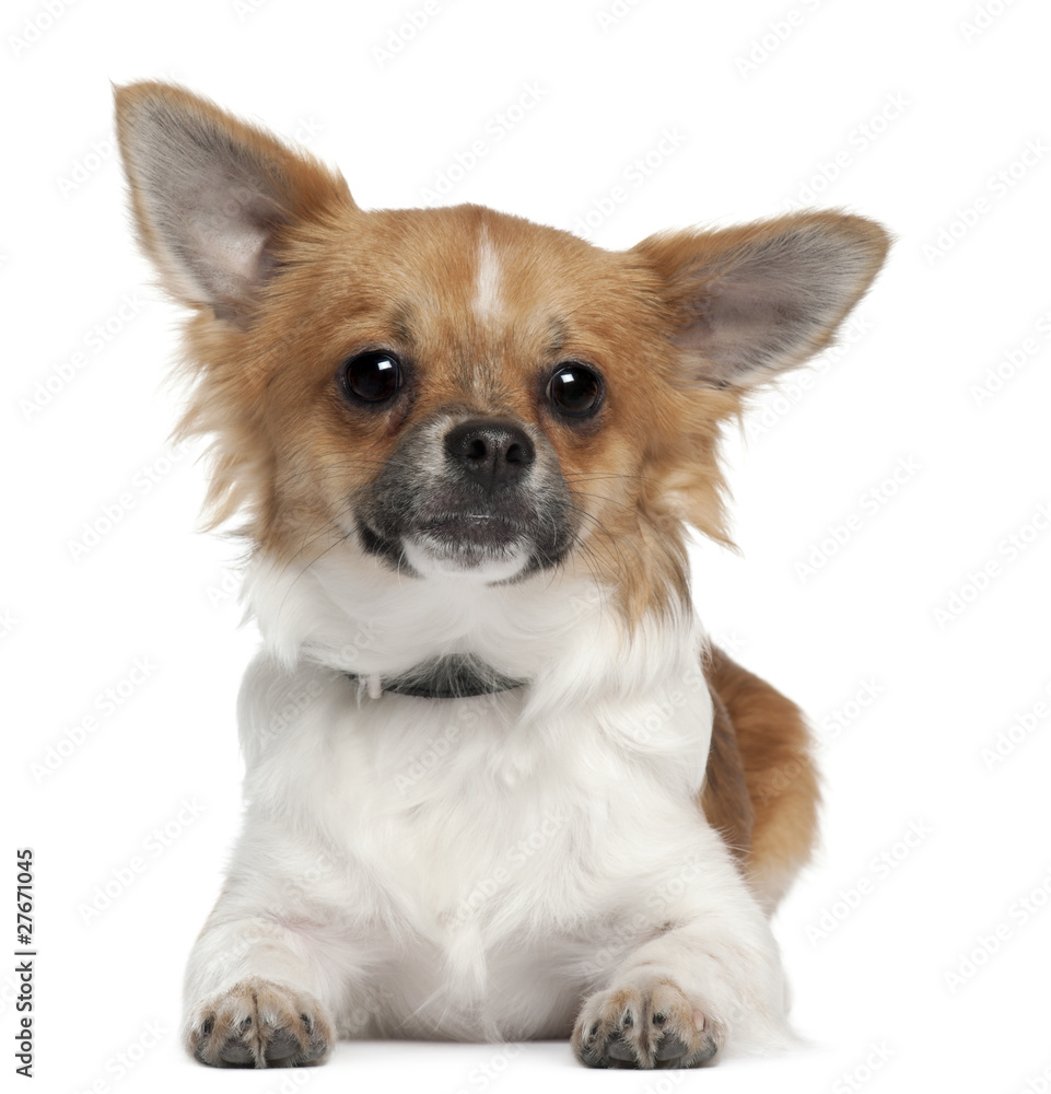 Chihuahua, 7 months old, lying in front of white background