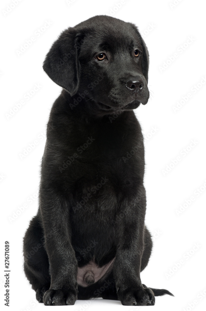 Labrador puppy, 12 weeks old, sitting