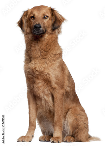 mixed-breed dog sitting in front of white background