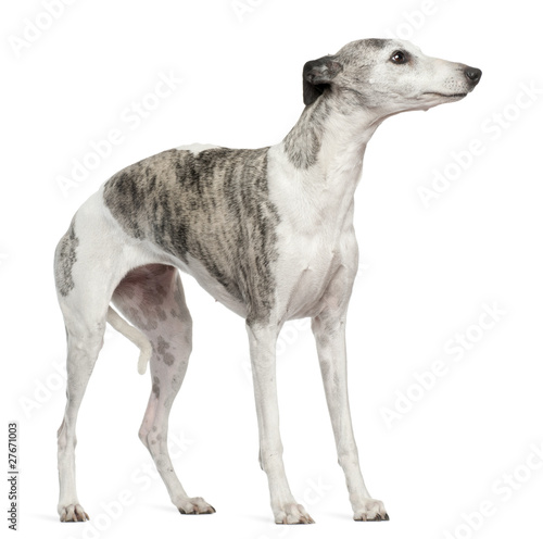 Whippet  12 months old  standing