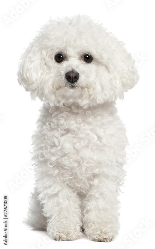 Fototapet Bichon frise, 5 years old, sitting in front of white background