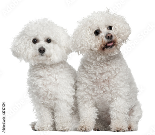 Bichon frise, 9 and 5 years old, sitting