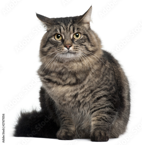 Cross Breed Cat sitting in front of white background