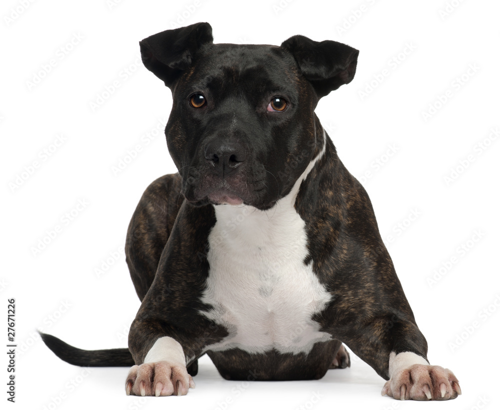 American Staffordshire Terrier, 2 years old, lying American Staffordshire Terrier, 2 years old, lying
