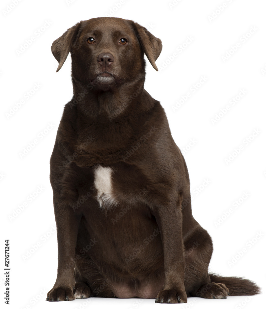 Fat Labrador Retriever, 7 years old, sitting