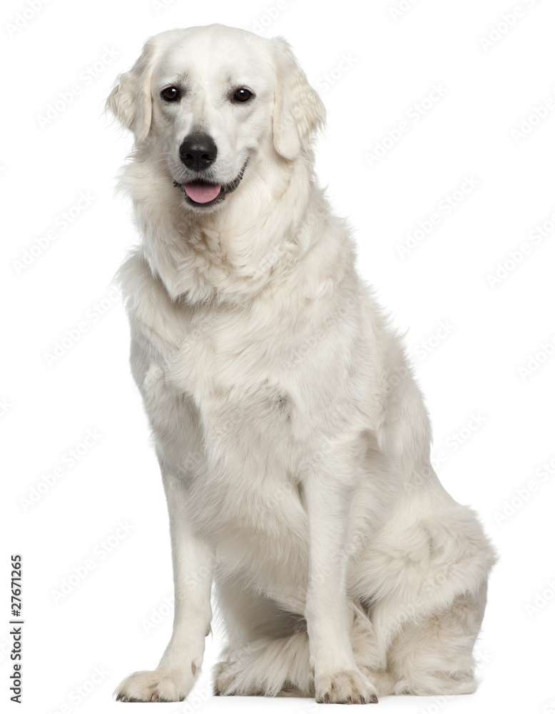 Kuvasz, 18 months old, sitting in front of white background Kuvasz, 18 months old, sitting in front of white background