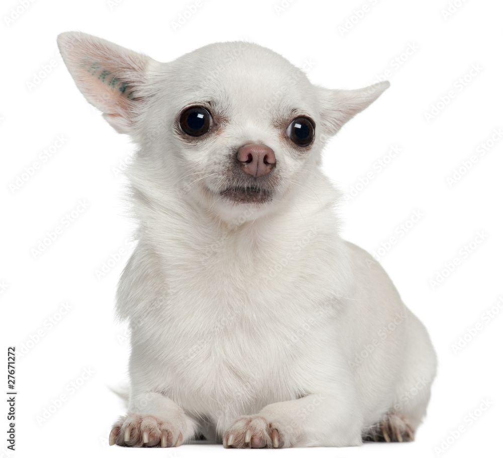 Chihuahua, 5 years old, lying in front of white background