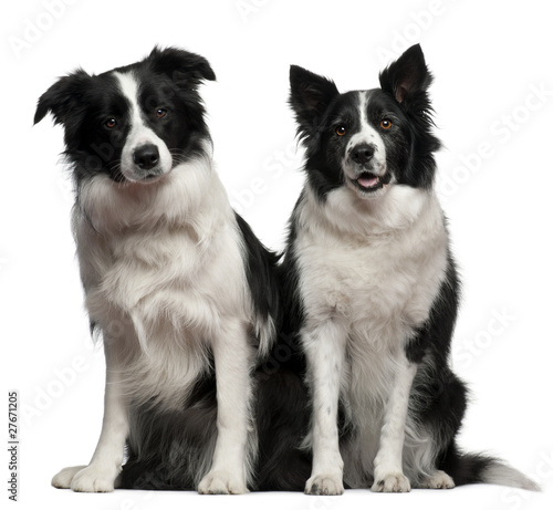 Border collies 1 and 9 years old  sitting