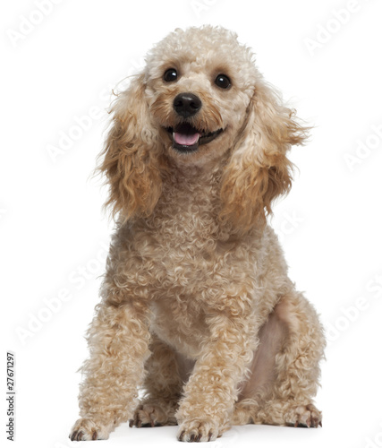Poodle, 9 years old, sitting in front of white background photo