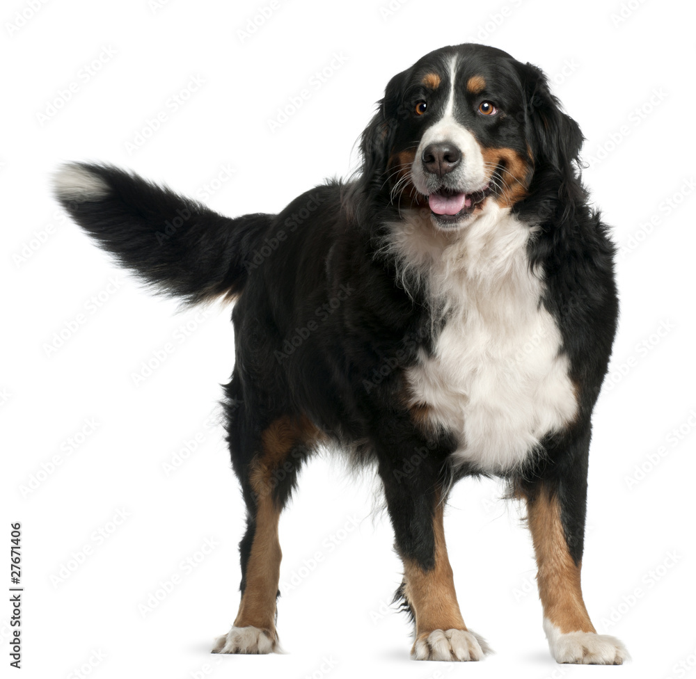 Bernese mountain dog, 4 years old, standing