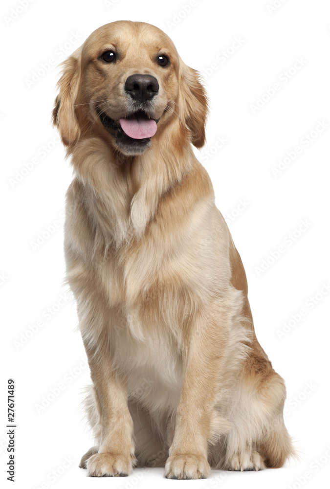 Golden Retriever, 1 and a half years old, sitting